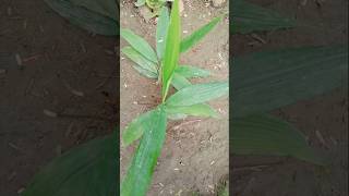 Elaichi plant cardamomplant garden trending plants [upl. by Leidba]