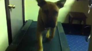 Dog on treadmill Cesar Millan inspired [upl. by Shiroma449]