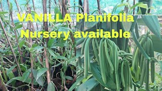 VANILLA PLANIFOLIA NURSERY AVAILABLE AT NE NURSERY [upl. by Ridglee]