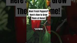 Want Fresh Peppers Heres How to Grow Them at Home growpeppers shorts [upl. by Dieter573]