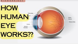 How eyes work simply explained by biowordings [upl. by Dawes649]