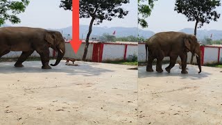 ❌Elephant attack Men😨 elephantattack elephant [upl. by Doig594]