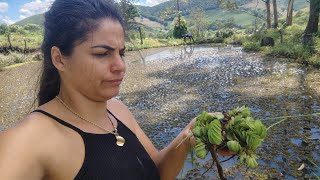 Quais motivos de não se ter plantas aquáticas no poço de peixe [upl. by Alden]