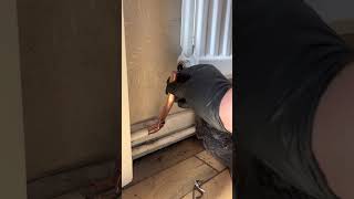 Radiator valve replacement uk plumbing plumber plumberlife [upl. by Donahoe]