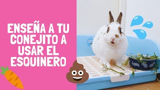 ENSEÑA A TU CONEJO A USAR EL ESQUINERO 🐰💦💩 TIPS Y CONSEJOS  Pistachio el conejito [upl. by Meelak]