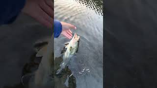 Almaden Reservoir largemouth bass ￼ [upl. by Enerahs]