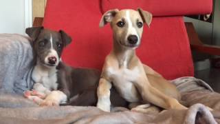 Whippet Puppies [upl. by Eicyac]