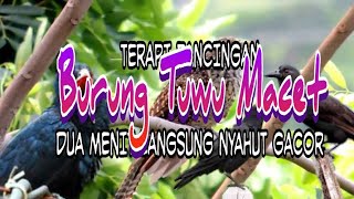 TERAPIPANCINGAN BURUNG TUWU MACET BUNYI  DUA MENIT LANGSUNG NYAUT GACOR [upl. by Tcideneb]