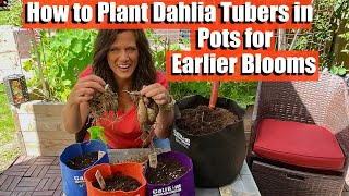 How to Plant Dahlia Tubers in Pots for Earlier Blooms [upl. by Weinhardt]