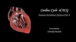 Cardiac Cycle amp Electrocardiogram ECG  Circulatory System  Biology Class 11NEET [upl. by Ppilihp]