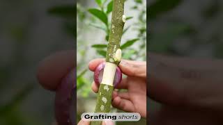 roots growing technic l grafting shorts [upl. by Assilen]