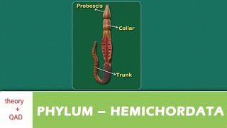 ⏭️ Phylum HEMICHORDATA theory  QAD nebceembbsneetnameceecatalystneb2488 aiims phylum [upl. by Bonine760]