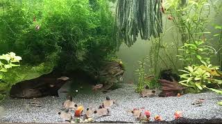 corydoras panda et habrosus [upl. by Hajin]