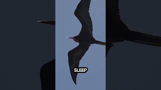 How Do Birds Sleep While Flying [upl. by Karine]