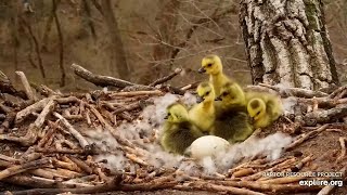 Canada Geese GOSLINGS JUMP off HIGH BALD EAGLE NEST RIP number 2💔Decorah Eagles April 28 2022 [upl. by Prudhoe108]