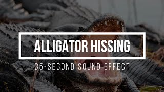 Alligator Hissing Sound Effects 🐊 Gator Hissing Sounds [upl. by Dena]