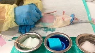 Skin Surgical Prep in Rodents [upl. by Soinski]