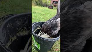 Polish White Crested Black Rooster farm farming chicken shorts fyp viralshorts [upl. by Carhart865]