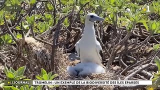 Tromelin  Un exemple de la biodiversité des îles éparses [upl. by Maharg]