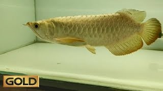 24K Golden Crossback Arowana Available at Qalandar Aquatics [upl. by Red902]