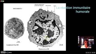 La réaction immunitaire humorale [upl. by Hancock]