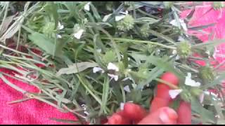 தும்பை செடி  Thumbai Poo  Thumbai Plant  Leucas aspera [upl. by Eeralav]