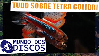 APRENDA TUDO SOBRE O TETRA COLIBRI Poecilocharax weitzmani [upl. by Berkman310]