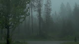 Bellissimo e furioso temporale e pioggia in mezzo al bosco  pioggia rilassante  ASMR  rain [upl. by Buddie]