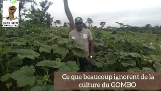 Voici ce que beaucoup ignorent de la culture du GOMBO [upl. by Kaylil575]