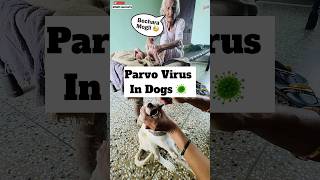 Parvo Virus 🦠 Treatment  474 [upl. by Dusty]