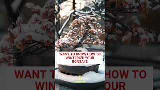 Winterizing your bonsai Follow the link for the full video bonsai httpsyoutubedRwt7xfI7PY [upl. by Bittencourt]