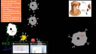 SB52 T and B lymphocytes HSC biology [upl. by Sidoney]