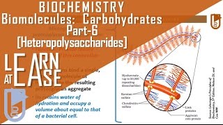 Biomolecules Carbohydrates Part6 Heteropolysaccharides [upl. by Leynwad]