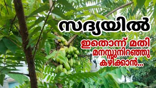 ഇത് അറിയാതെ പോകല്ലേ സദ്യയിൽ ഇതൊന്നു മതി മനസ്സ്നിറഞ്ഞു കഴിക്കാൻ Irumban puli Acharsanus dream [upl. by Osborn]