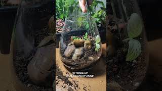 Creating a Lush and Vibrant Fittonia Terrarium A Miniature Garden in a Glass [upl. by Lolly]