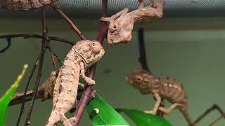 Newborn Panther Chameleons [upl. by Wystand774]