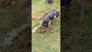 Moew moew 😂 animals catcatfunnyfightcompilation funny [upl. by Socem]