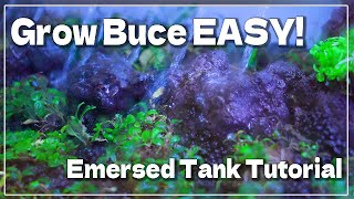 Aquarium How to grow Bucephalandra Emersed Tank Easy setup amp maintenance methods [upl. by Naor622]