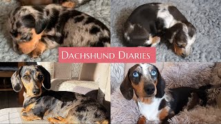 012 Months  Watch Them Grow Up  Mini Dapple Dachshund Puppies  One Year In 5 Minutes [upl. by Matusow738]