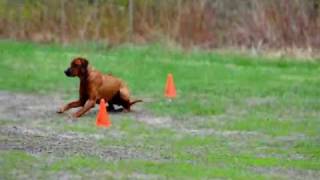 Rhodesian Ridgeback Obedience [upl. by Airednaxela]