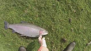 45 Big Rainbows And a Brown At Testwood Trout Fishery [upl. by Eiddet320]