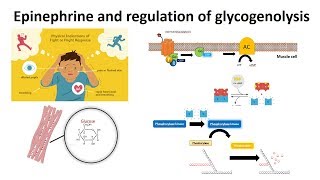 EPINEPHRINE  Actions Uses Pharmacokinetics Adverse effects PHARMACOLOGY [upl. by Reitrac]