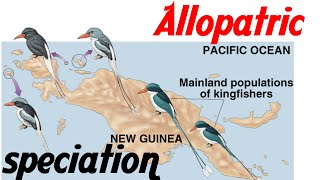 Allopatric speciation animation [upl. by Torray]