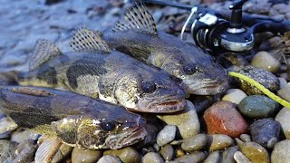 OH River Sauger fishing from the bank Winter fishing tips [upl. by Hasen62]