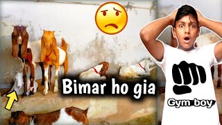 Bakra bimar Bakra bimar ho gaya [upl. by Enalb]