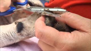 Removing Hyperkeratosis Hairy Paw [upl. by Reichel]