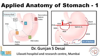 Applied anatomy of the stomach  parts blood and nerve supply lymphatic drainage of the stomach [upl. by Narba]