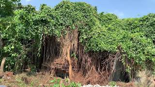 Huge vegetation covers the roof of the carpentry workshop I clean like never before [upl. by Esilehc271]