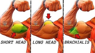 TOP 5 LONG HEAD BICEPS  SHORT HEAD BICEPS  BRACHIALIS BICEPS EXERCISES AT GYM [upl. by Immij]