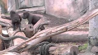 Gorilla Baby runs away at Taronga Zoo [upl. by Ecylahs51]